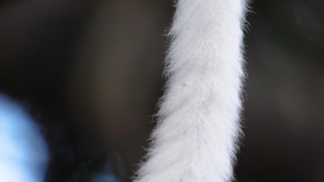 Fur Tree Stock Footage: Royalty-Free Video Clips - Storyblocks