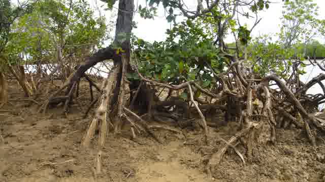 Mangrove Roots Stock Footage: Royalty-Free Video Clips - Storyblocks