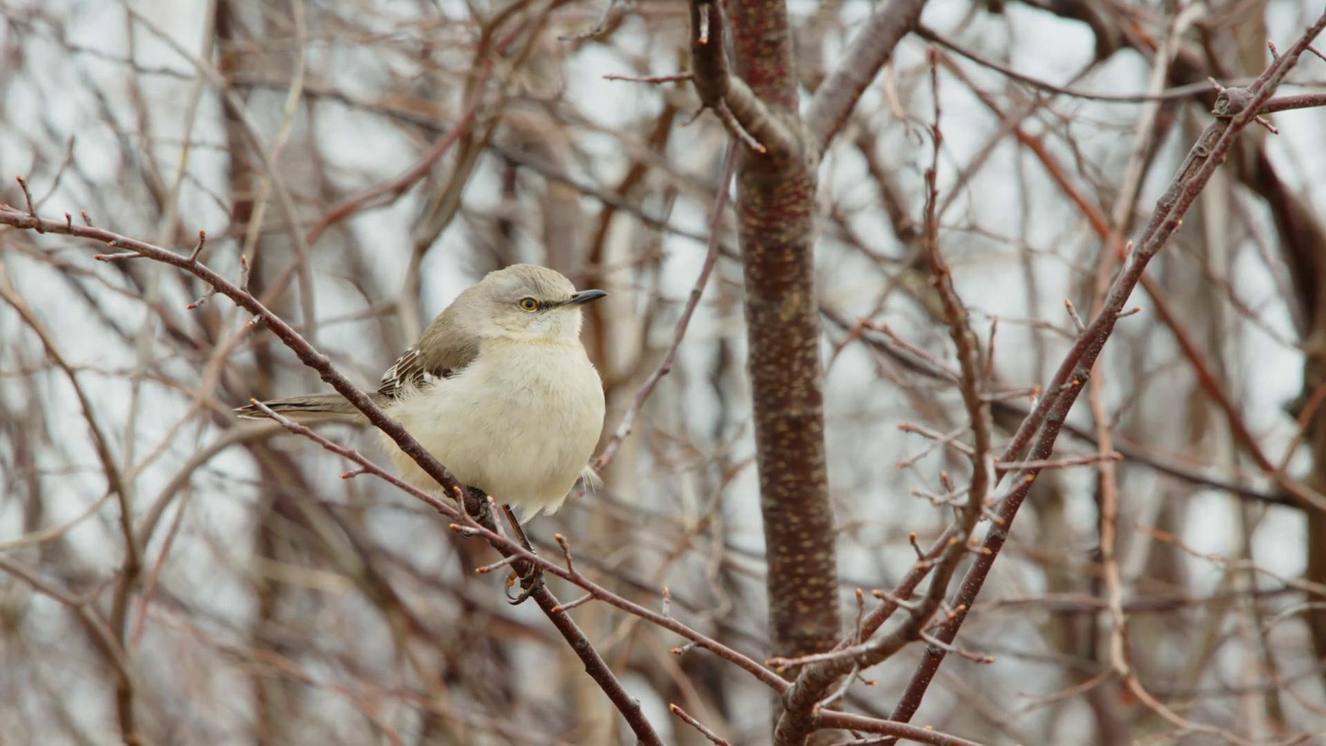 Close Up Of Singing Northern Mockingbird Stock Footage SBV-351684960 ...