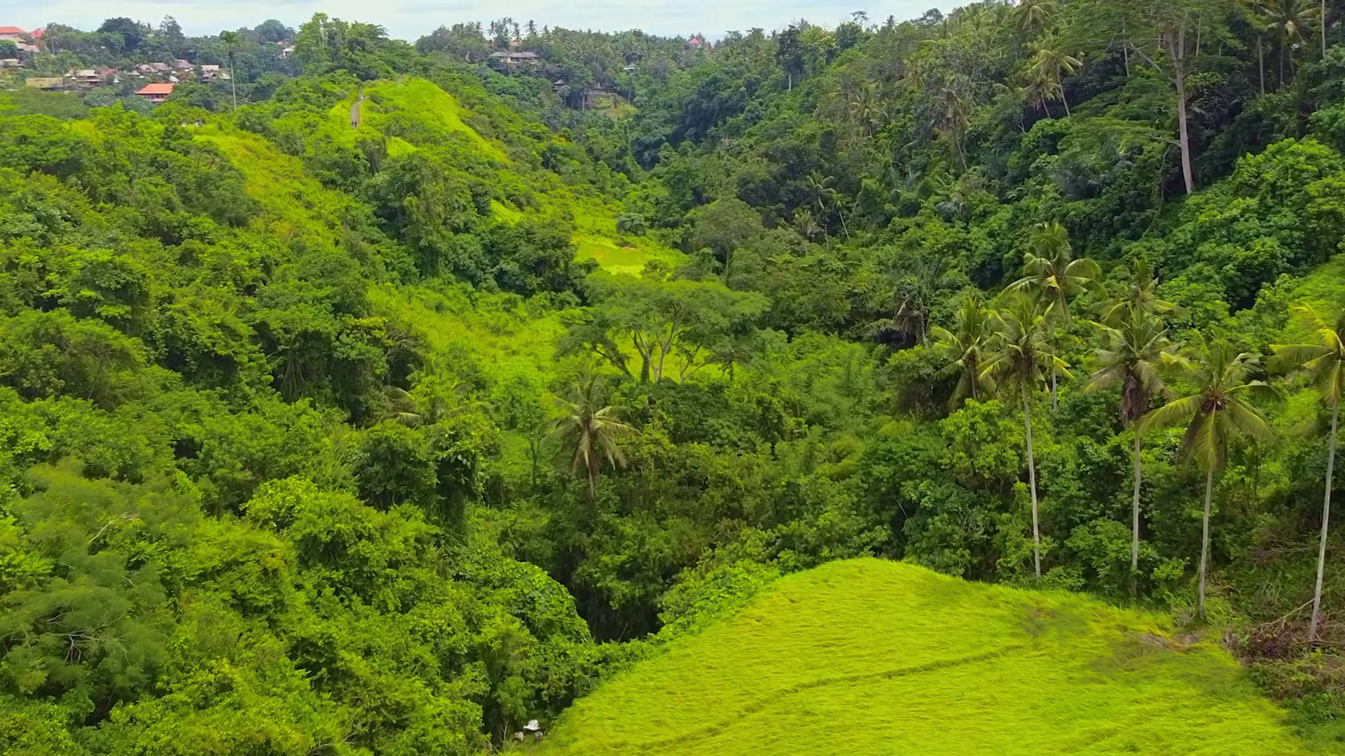 Aerial View Of Campuhan Ridge Walk In Ubud Stock Footage SBV-352159444 ...