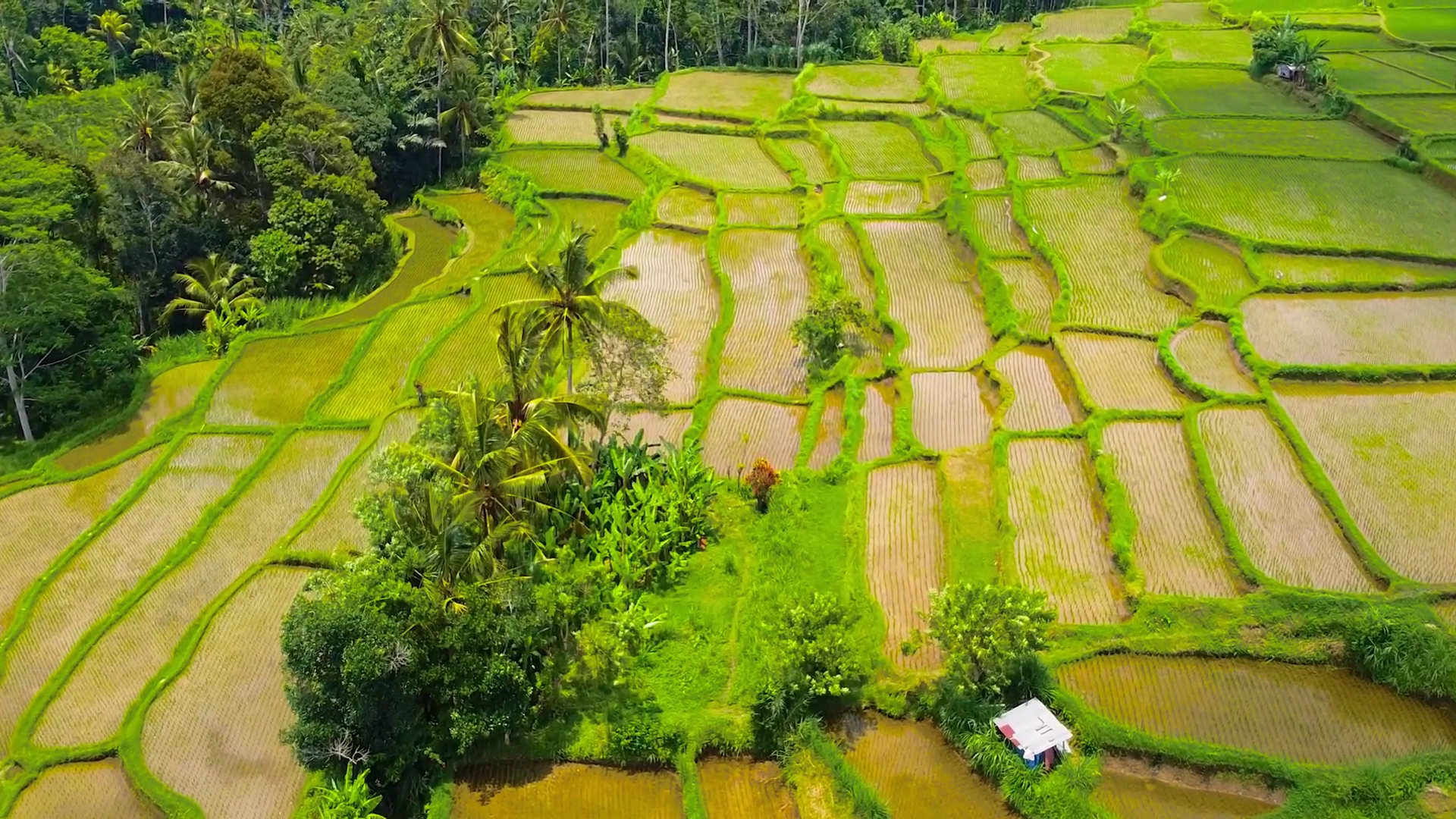 Traditional Rice Terraces In Bali With Subak Stock Footage SBV ...