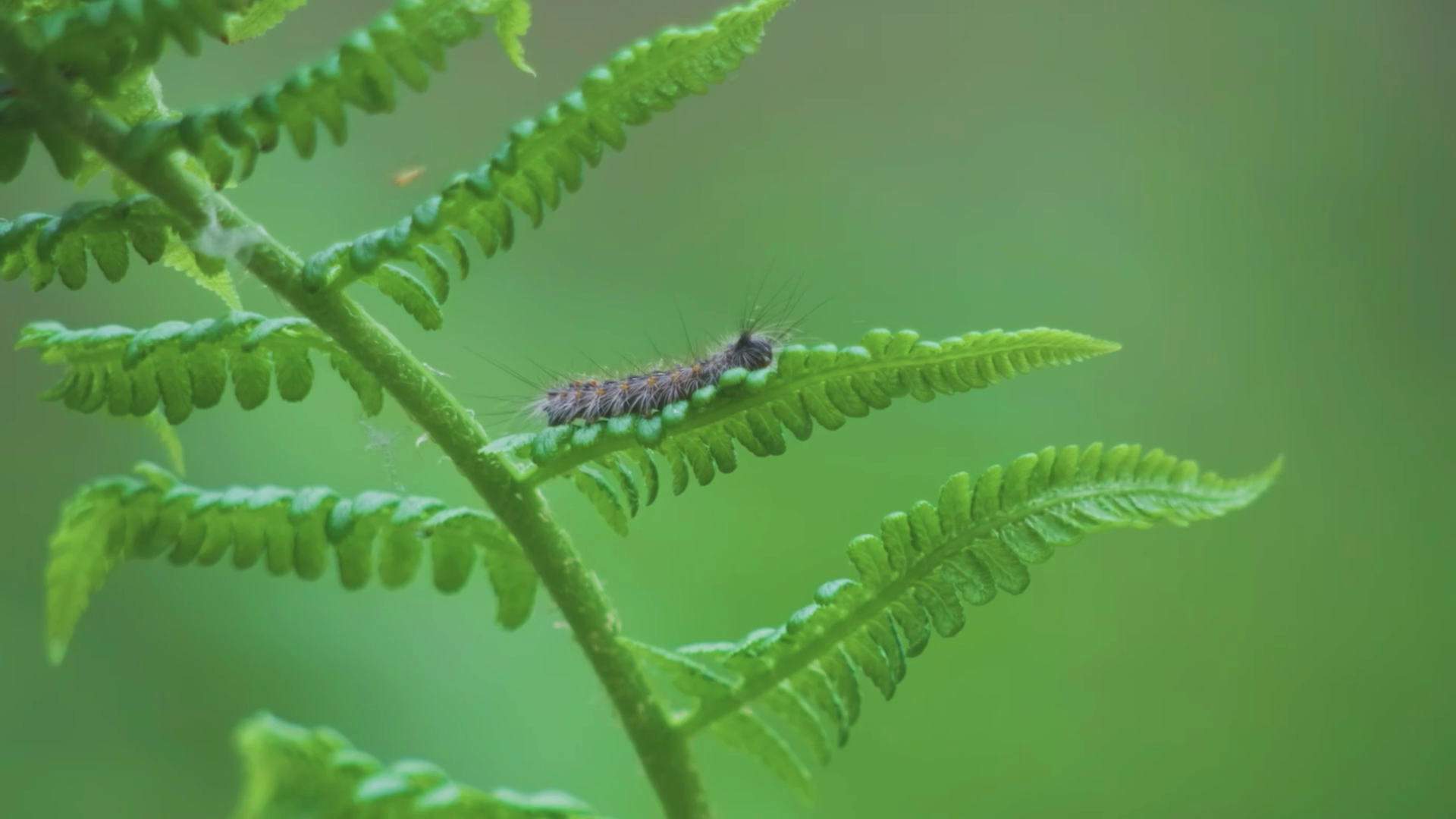 Close Up Of European Gypsy Moth (lymantria Stock Footage SBV-352066640 ...