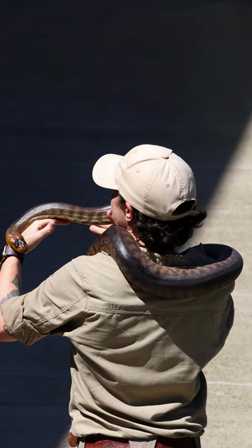 Snake Handler Stock Footage: Royalty-Free Video Clips - Storyblocks
