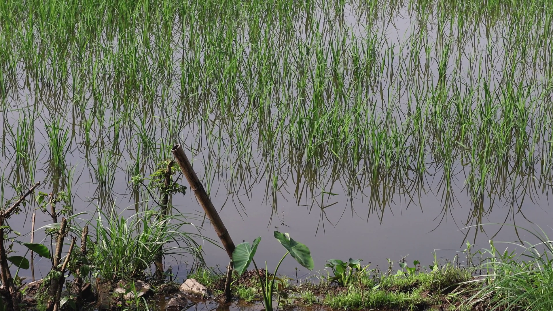 Growth Of Rice In Waterlogged Paddy Field Stock Footage SBV-353205681 ...