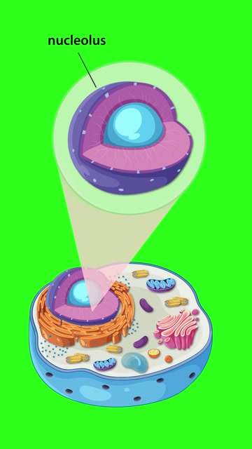 Cell Animation Stock Footage: Royalty-Free Video Clips - Storyblocks