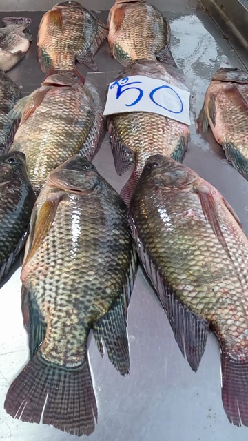 Tilapia Fish Stock Footage: Royalty-Free Video Clips - Storyblocks