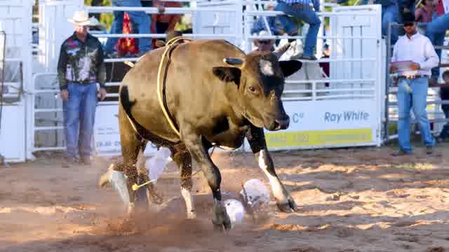 Bull Riders Stock Footage: Royalty-Free Video Clips - Storyblocks