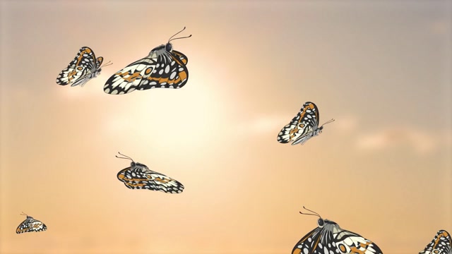 Life Cycle Of A Butterfly Whiteboard Animation Stock Footage: Royalty ...