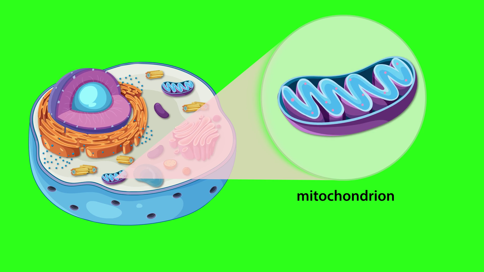 Animated Exploration Of Animal Cell Anatomy Stock Footage SBV-352549899 ...