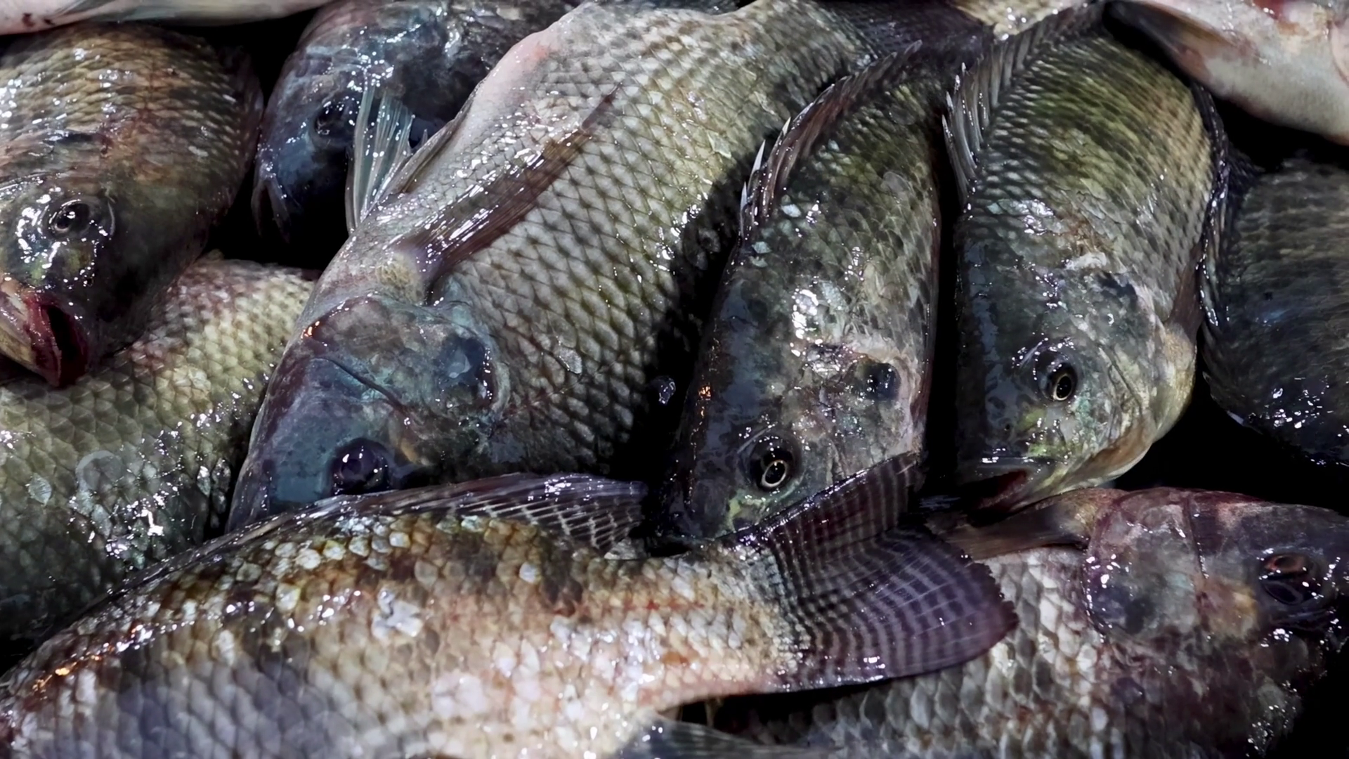 Close-up Of Fresh Fish With Scales Fins Stock Footage SBV-353368989 ...
