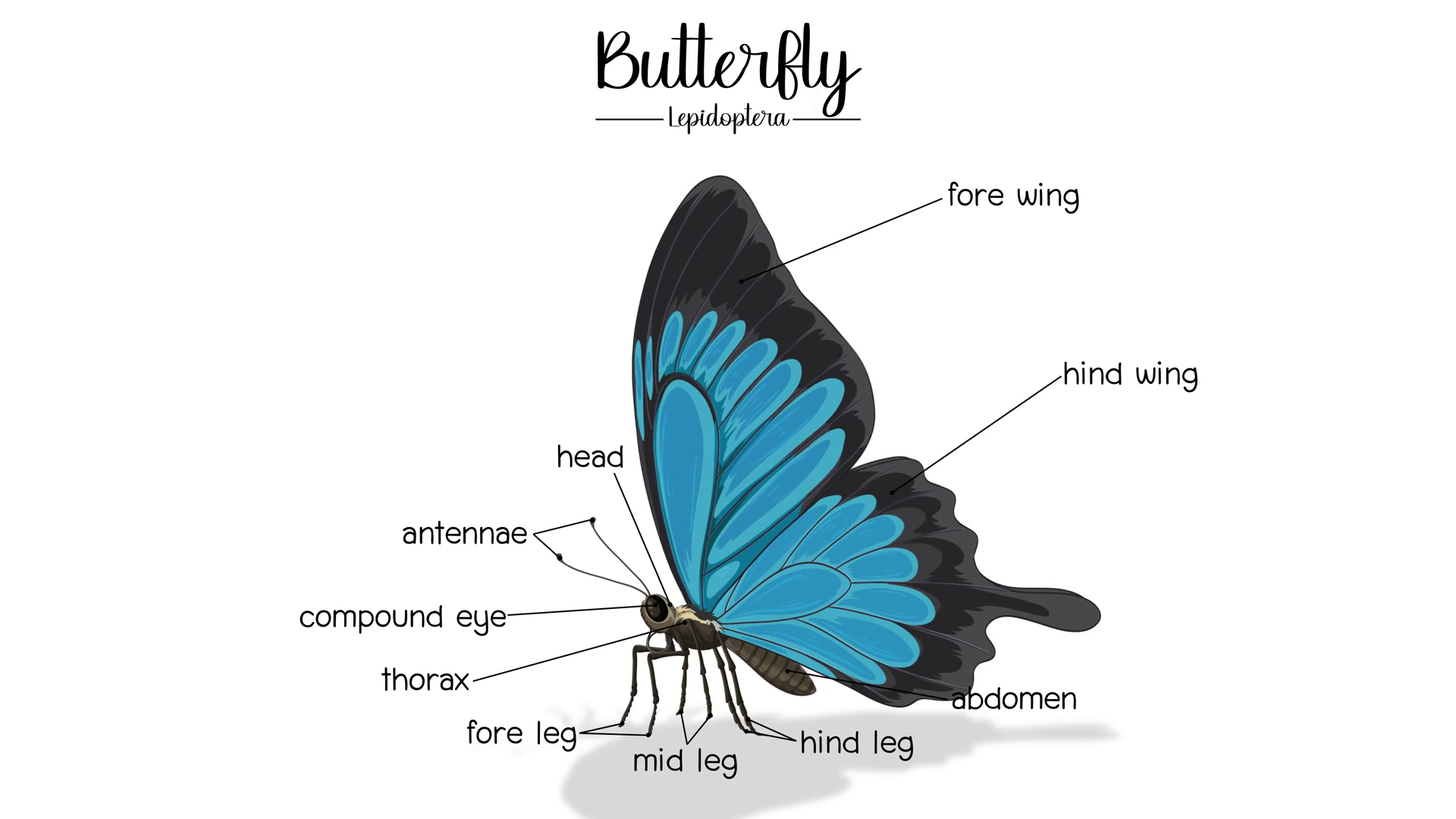 Butterfly Anatomy Animation With Detailed Stock Footage SBV-352481854 ...