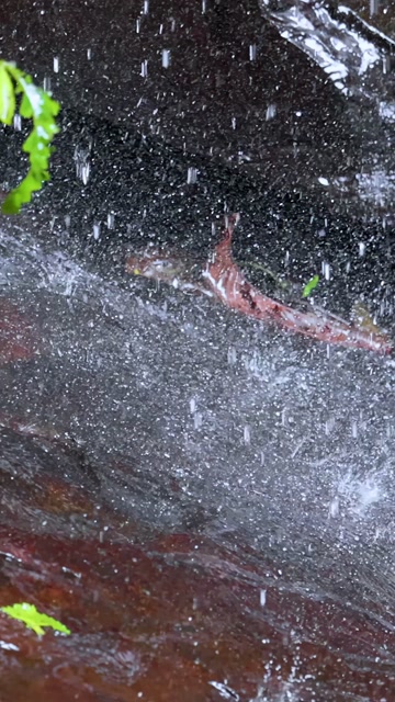 Water Drop On Rock Stock Footage: Royalty-Free Video Clips - Storyblocks