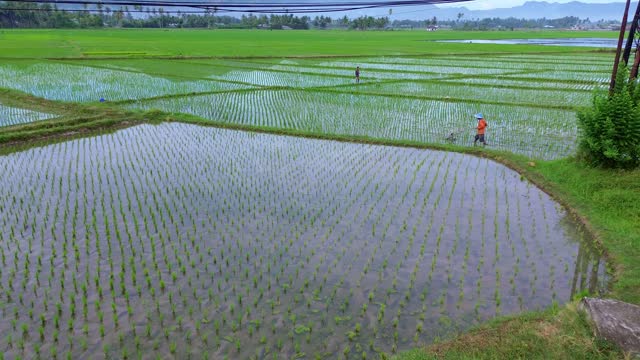 Rice Field Planting Stock Footage: Royalty-Free Video Clips - Storyblocks