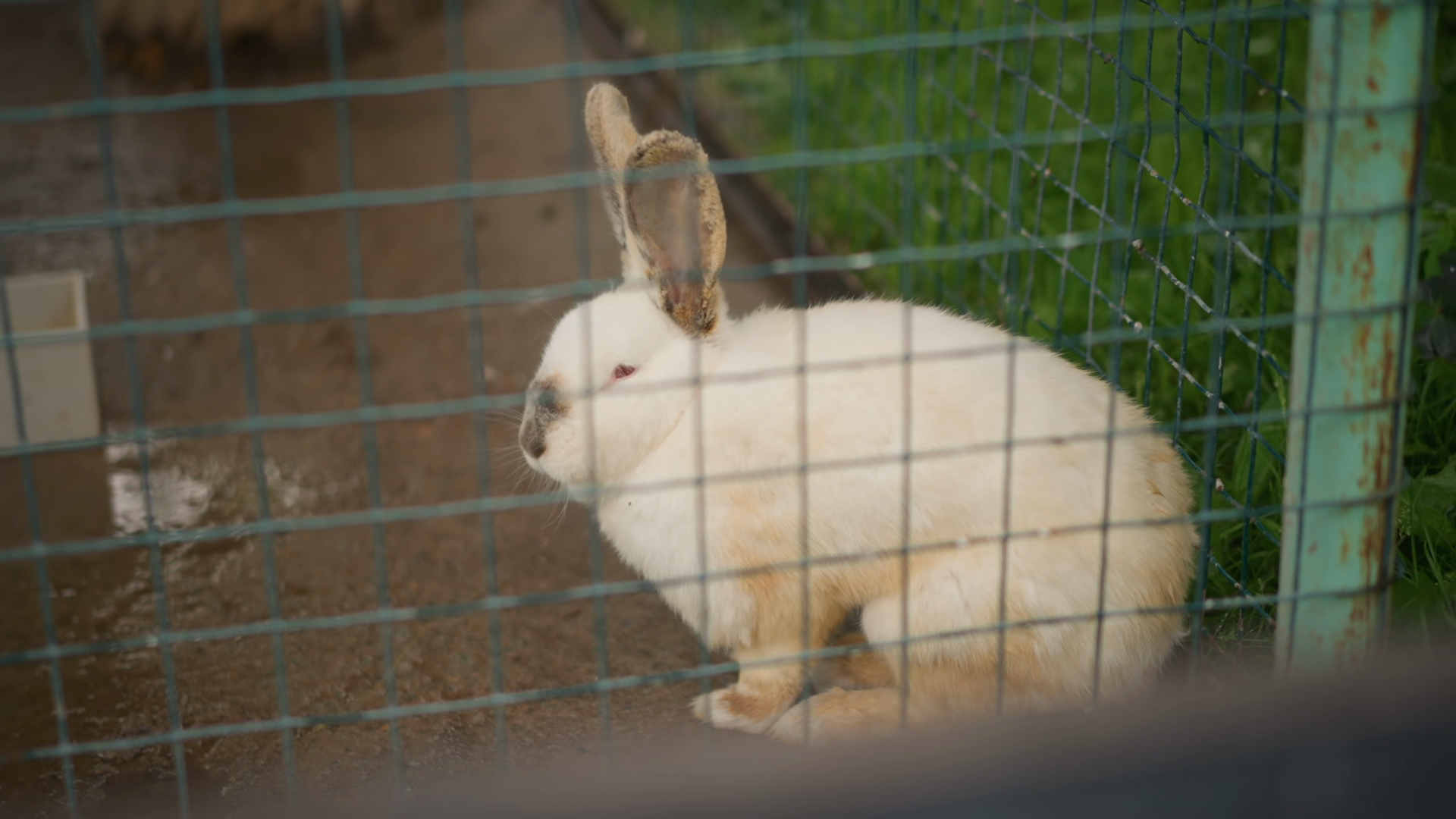 White Rabbit Behind Wire Fence Hutch Calm Stock Footage SBV-353719774 ...
