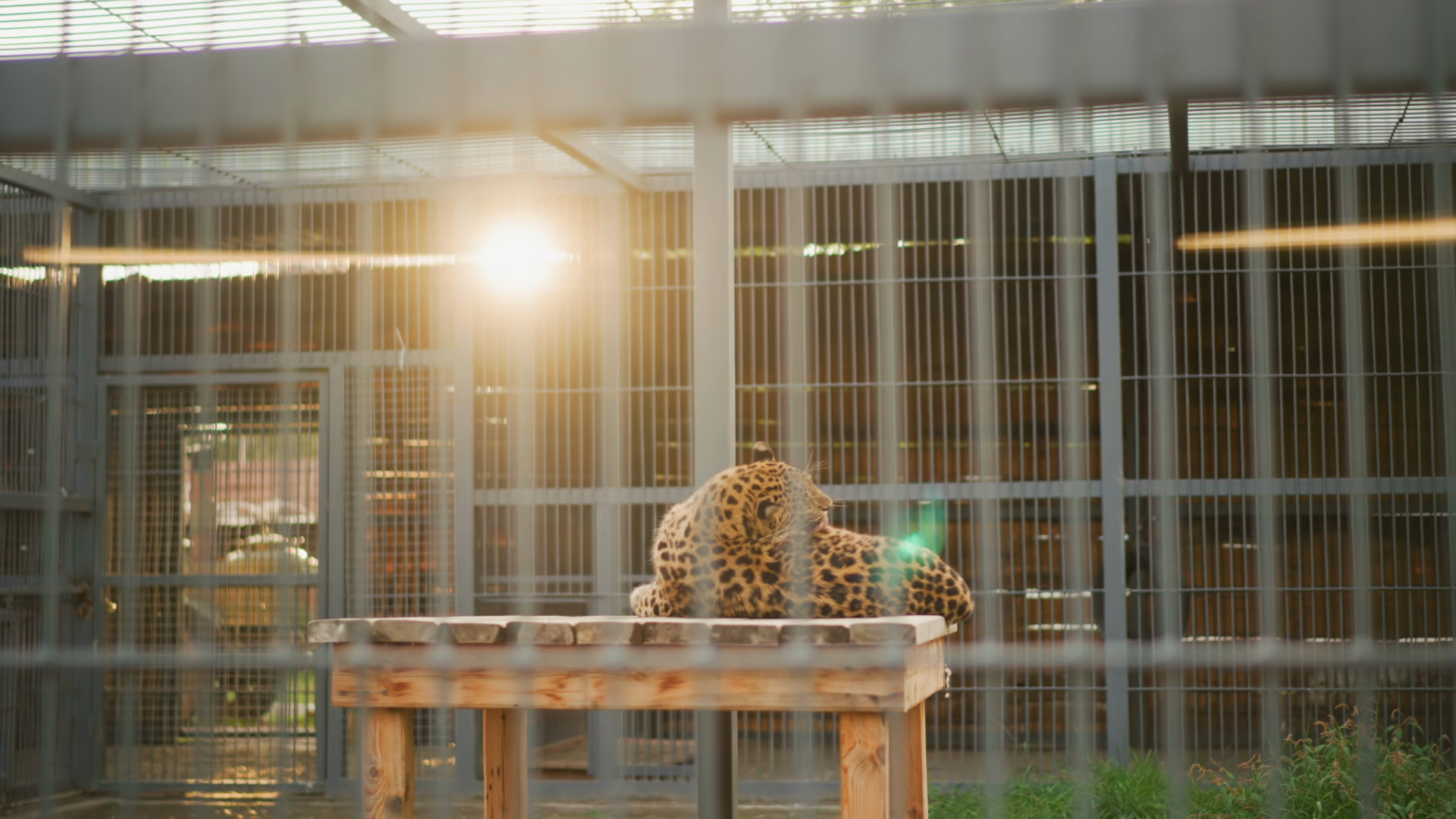 Leopard On Wooden Platform Inside Cage Stock Footage SBV-353721080 ...