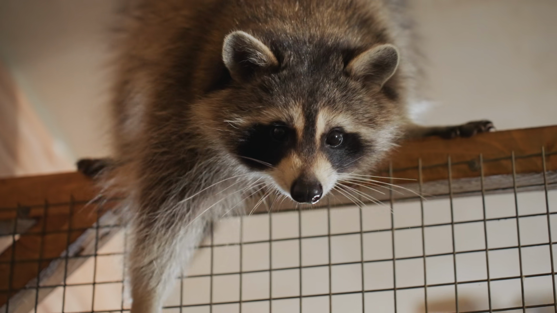 Alert Raccoon Peering Through Wire Mesh Stock Footage SBV-353755357 ...