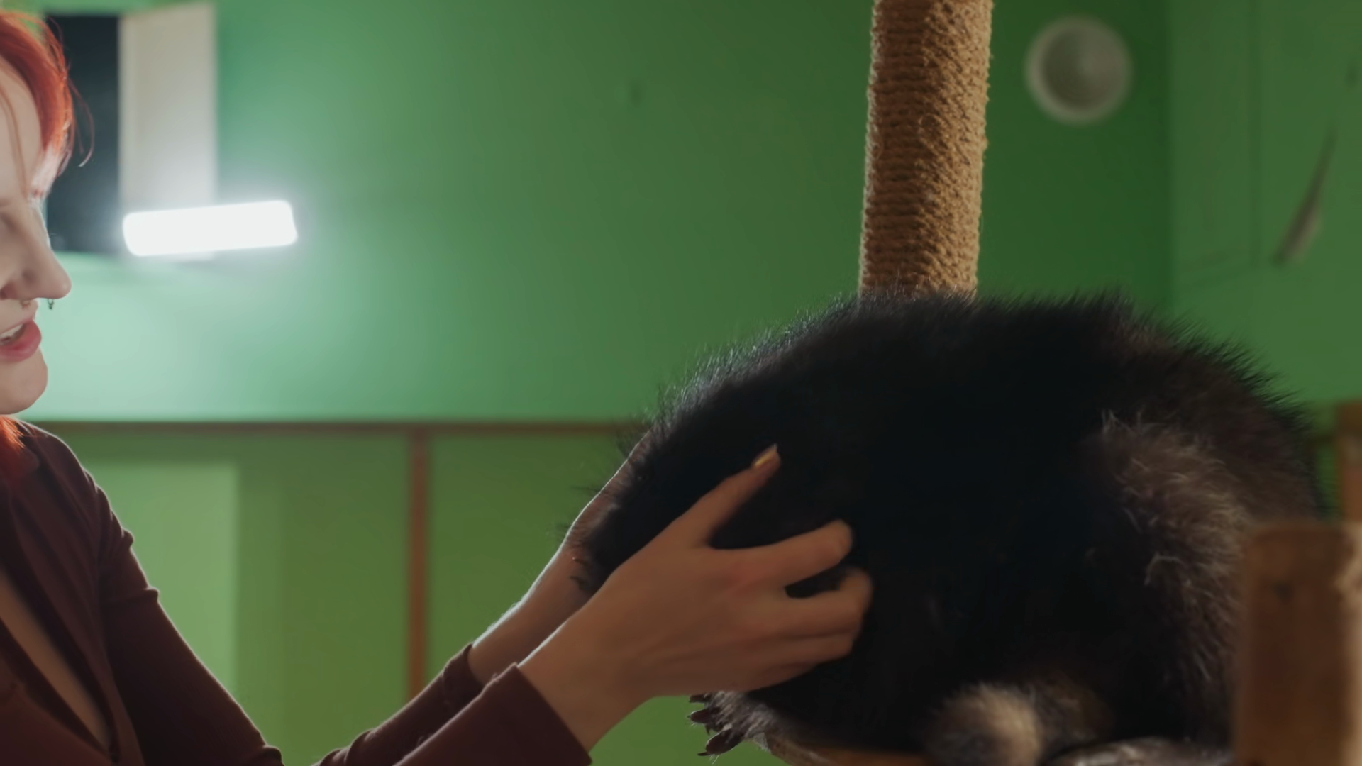 Redhaired Woman Catches Jumping Raccoon In Stock Footage SBV-353755618 ...