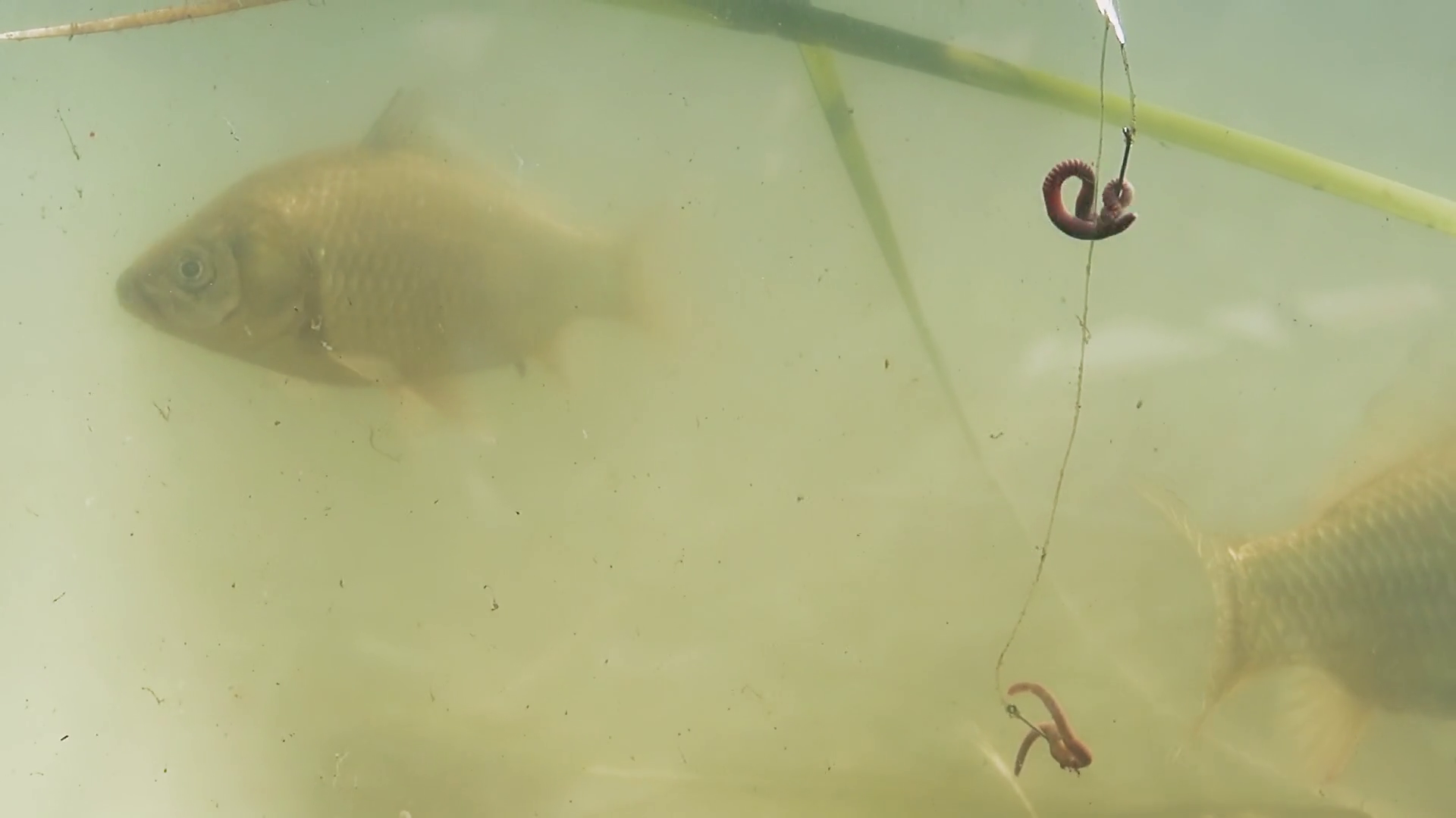 Fish Swim In Lake Near Fish Hook On Bait Is Stock Footage SBV-347687283 ...