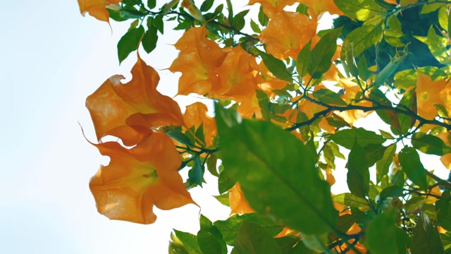 Peppers Tree | Holidays and Celebrations stock footage - Storyblocks