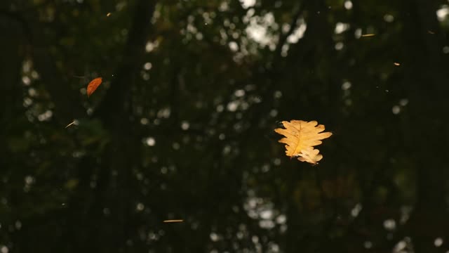 Floating Leaves | Nature stock footage - Storyblocks