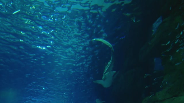 Ground Shark Stock Footage: Royalty-Free Video Clips - Storyblocks