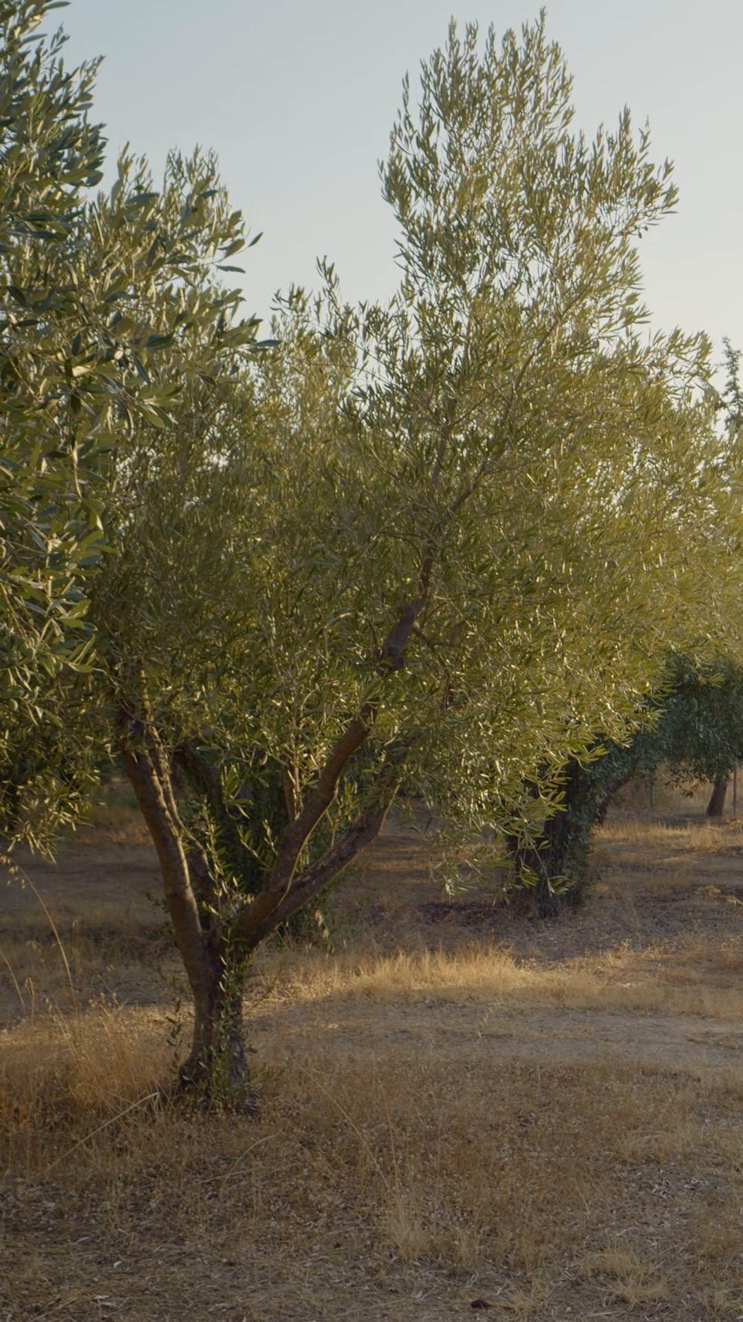 Vertical Screen: Medium Shot Of Olive Stock Footage SBV-353609408 ...