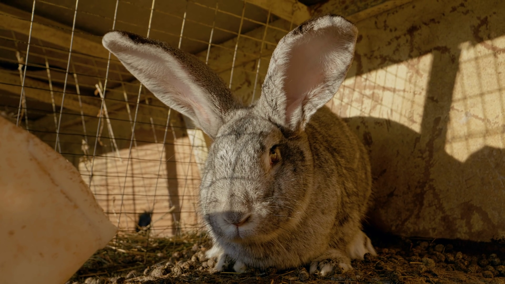 Soft Morning Sunlight Warming Gray Rabbit Stock Footage SBV-351987756 ...