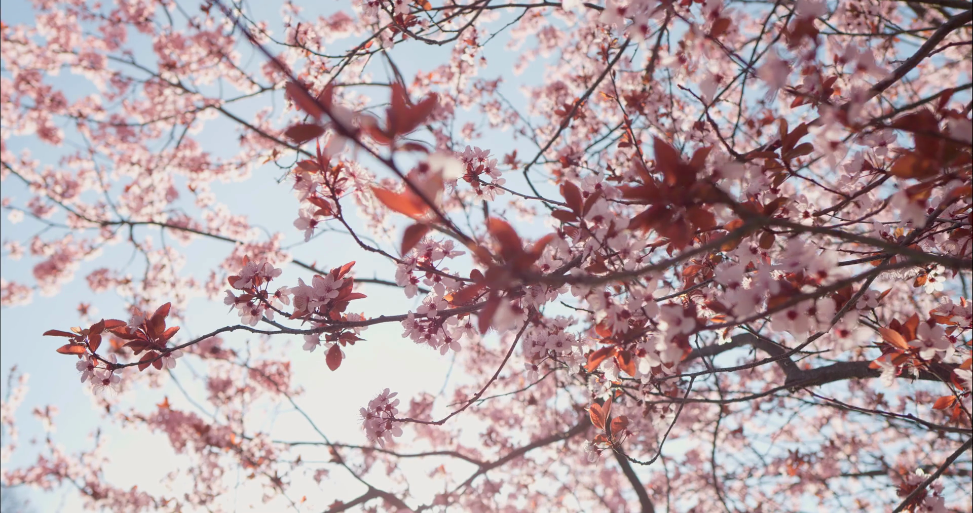 Cherry Blossom Closeup Shot With Sunlight In Stock Footage SBV ...