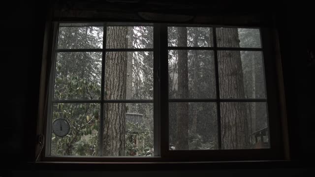 Forest Window Stock Footage: Royalty-Free Video Clips - Storyblocks