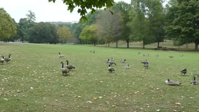 Wild Geese Stock Footage: Royalty-Free Video Clips - Storyblocks