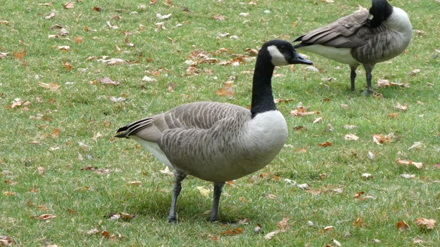 Walking Geese Stock Footage: Royalty-Free Video Clips - Storyblocks