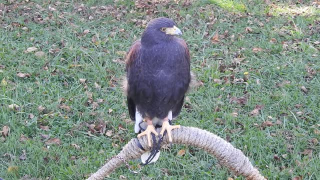 Predatory Bird Stock Footage: Royalty-Free Video Clips - Storyblocks