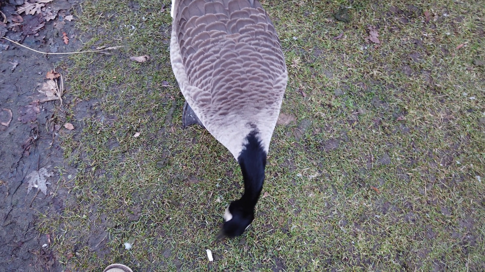 A Top-down View Captures Canadian Goose Stock Footage SBV-347650037 ...