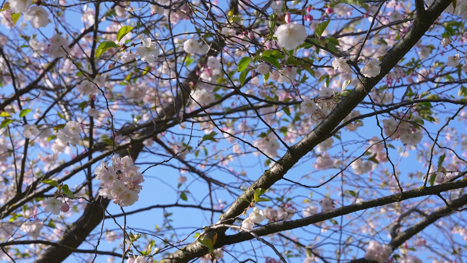 Close Up Pink Cherry Blossom Tree In Spring Stock Footage SBV-348974185 ...