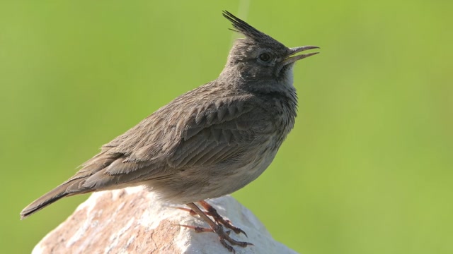 Song Bird Stock Footage: Royalty-Free Video Clips - Storyblocks
