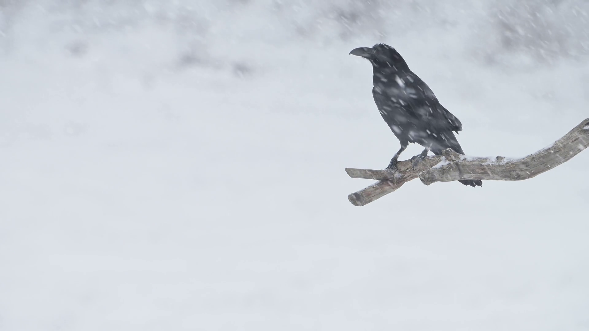 Raven Bird Perched On Branch Flying Away In Stock Footage SBV-352052239 ...