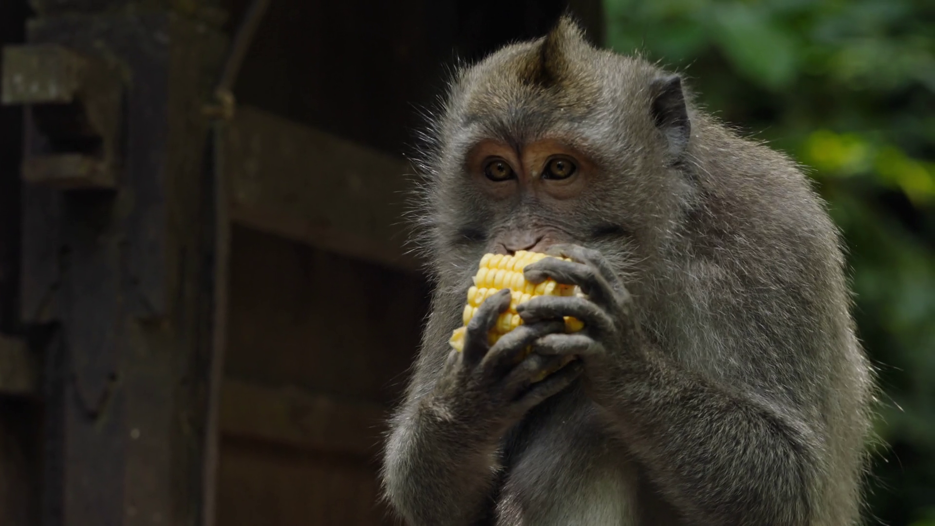 Close-up Of Monkey Eating Corn In Bali Stock Footage SBV-349040108 ...