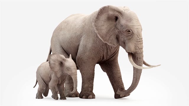 Elephant Alpha Stock Footage: Royalty-Free Video Clips - Storyblocks