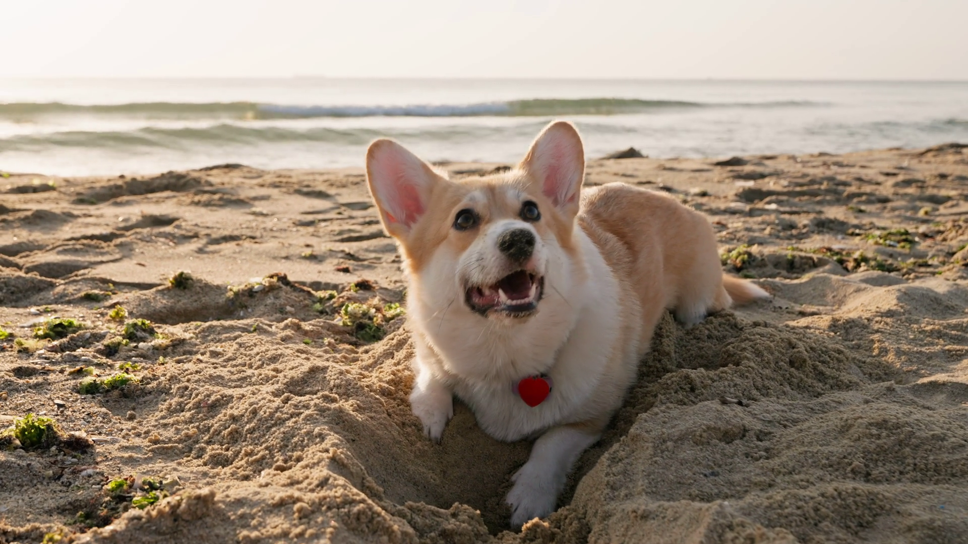 Cute Corgi Dog Digs Hole In Sand On Seashore Stock Footage SBV ...