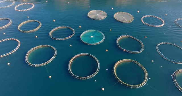 Wave Energy Production | Animals stock footage - Storyblocks