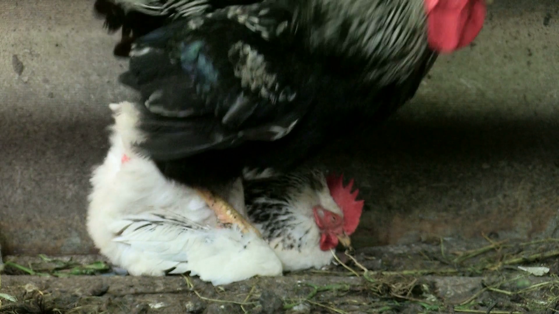 Mating Of Chickens Rooster Pounces On Stock Footage SBV-315206210 ...