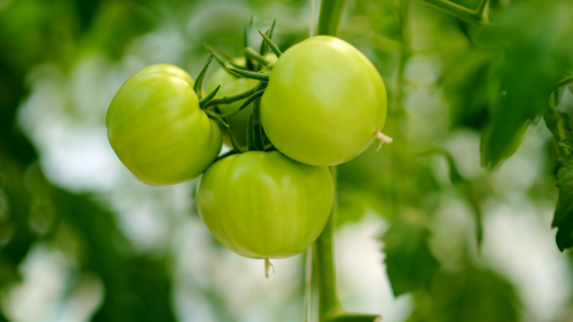 Close Up Of Tomatoes Growing In Greenhouse Stock Footage SBV-352340022 ...