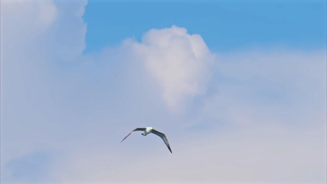 Birdview Stock Footage: Royalty-Free Video Clips - Storyblocks