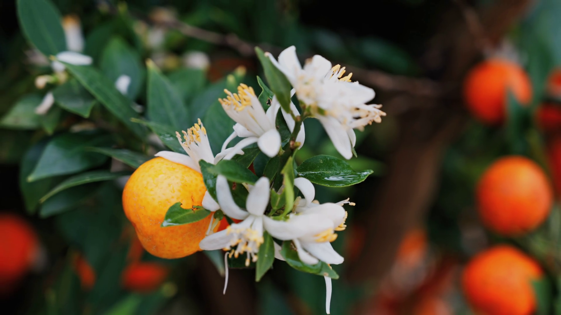 Close Up Of White Flower In Tree Full Of Stock Footage SBV-352457073 ...