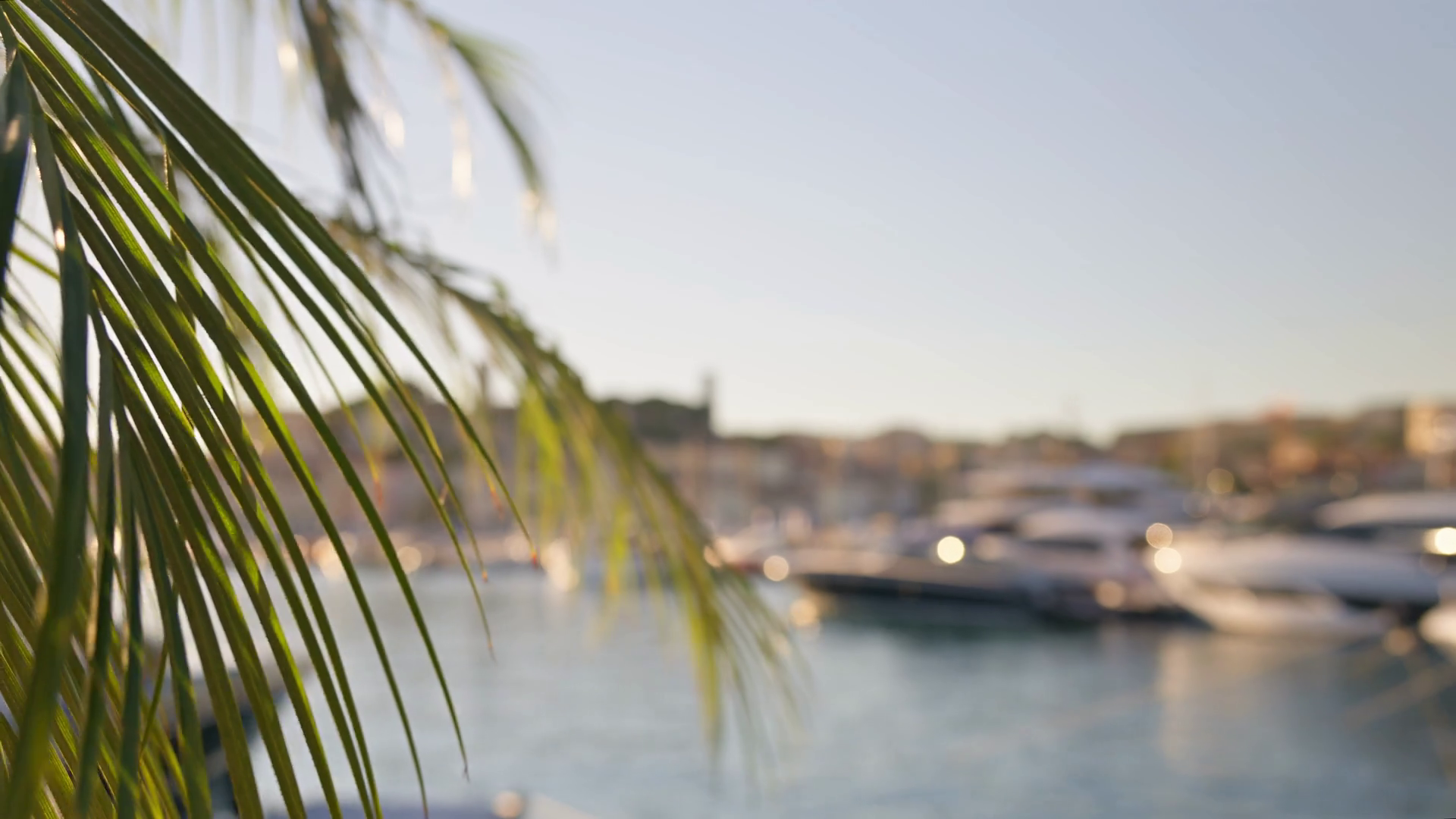 Close Up Of Palm Tree Leaf With Boats Docked Stock Footage SBV ...