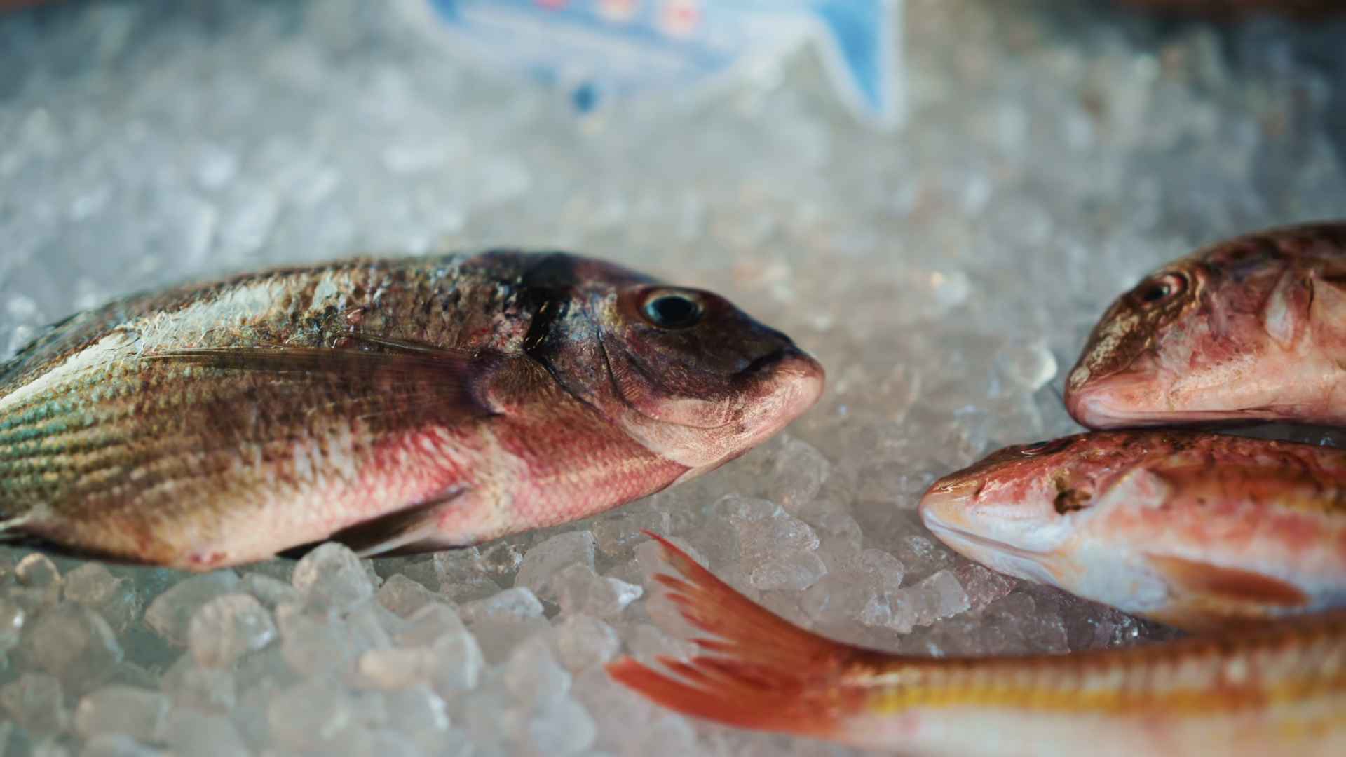 Different Fish Species Laid On Crushed Ice Stock Footage SBV-353562679 ...