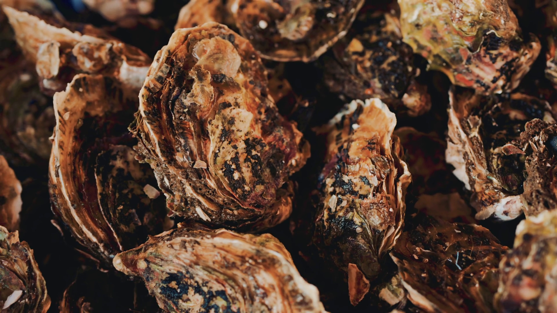 Close Up Pile Of Oysters Rough Shells With Stock Footage SBV-353440107 ...