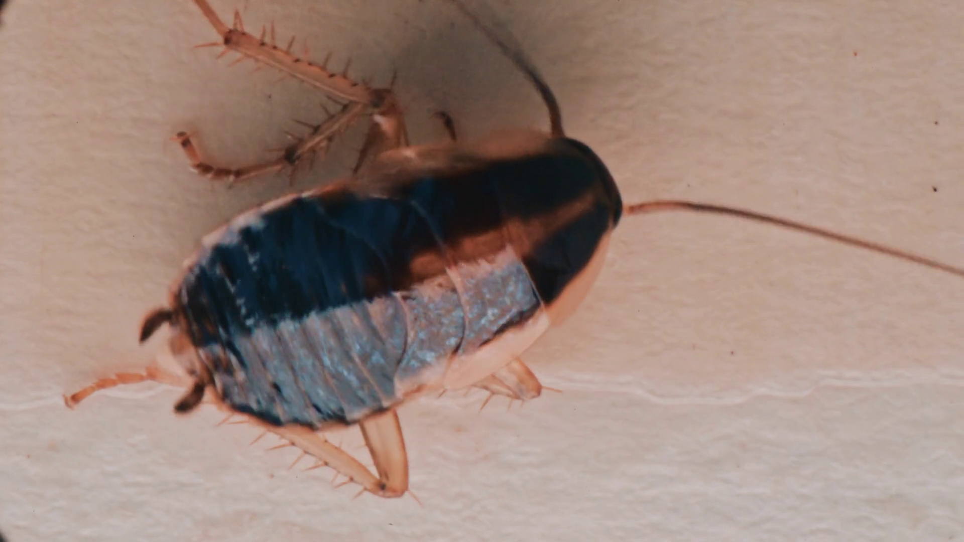 Detailed Macro View Of Cockroach Showing Stock Footage SBV-353440472 ...