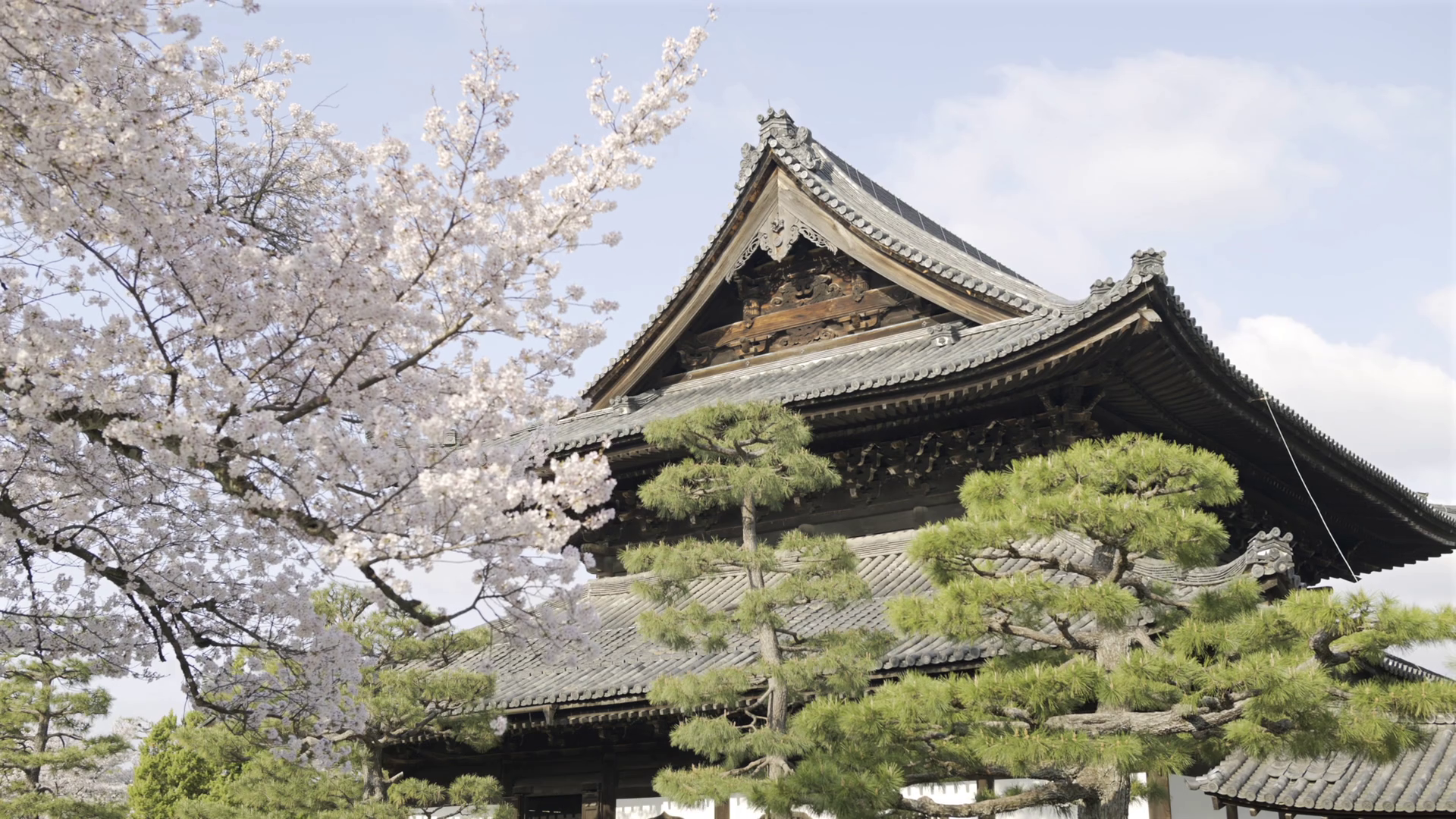 Stunning Cherry Blossoms Trees Blooming Near Stock Footage SBV ...