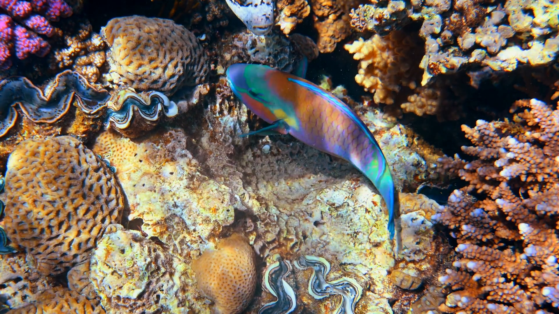 Close Up Of Rusty Parrotfish Swimming Near Stock Footage SBV-352470256 ...